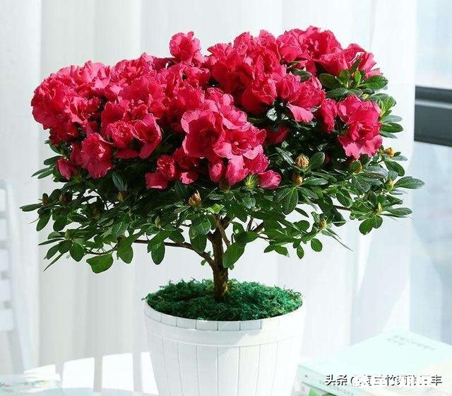 杜鹃花7月8月用什么肥