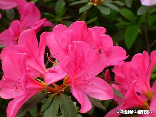 杜鹃花7月8月用什么肥