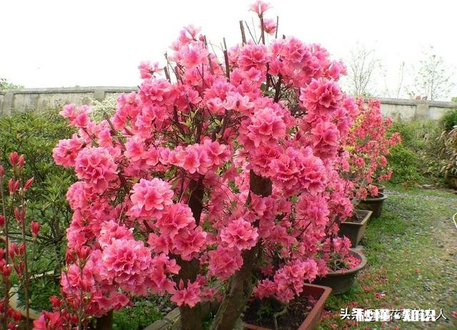 杜鹃花7月8月用什么肥