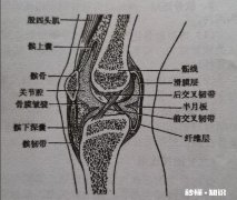 膝关节骨质增生，软骨能再生修复吗