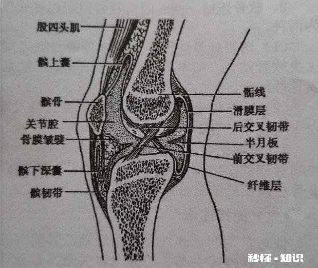 膝关节骨质增生，软骨能再生修复吗