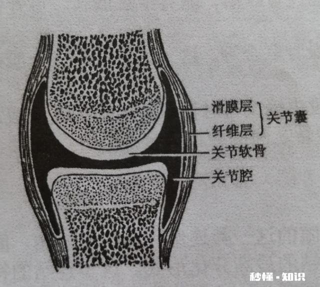 膝关节骨质增生，软骨能再生修复吗
