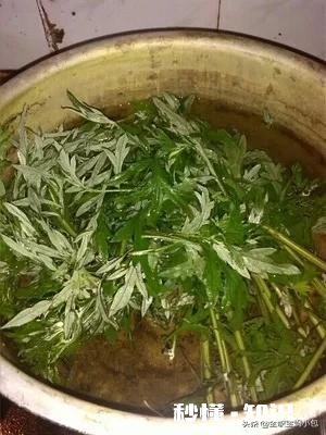 坐月子期间，婆婆让用艾草洗澡，这种方式对吗有什么帮助