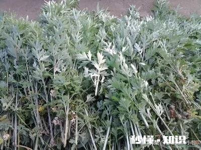 坐月子期间，婆婆让用艾草洗澡，这种方式对吗有什么帮助