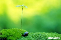 是不是直肠癌手术必须切除肛门为什么