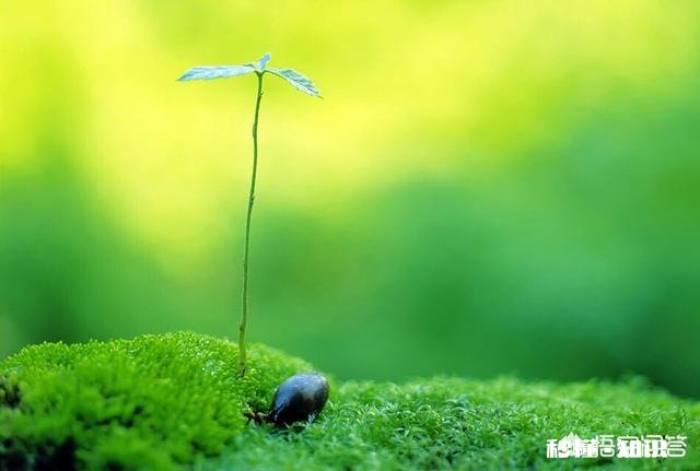 是不是直肠癌手术必须切除肛门为什么