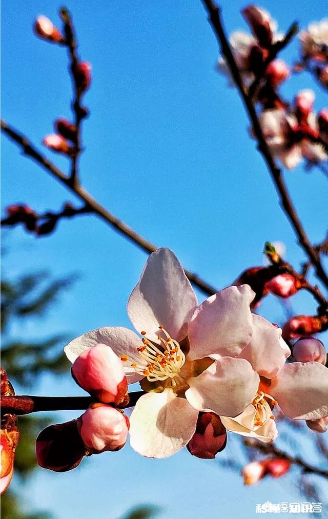 没有微距镜和长焦镜头，用什么镜头可拍好日本晚樱有虚化效果的照片
