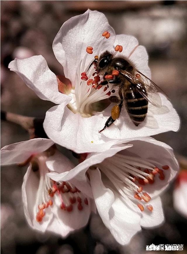 没有微距镜和长焦镜头，用什么镜头可拍好日本晚樱有虚化效果的照片