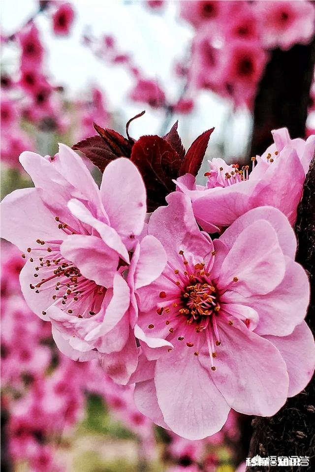 没有微距镜和长焦镜头，用什么镜头可拍好日本晚樱有虚化效果的照片