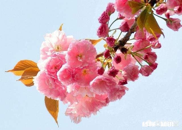 没有微距镜和长焦镜头，用什么镜头可拍好日本晚樱有虚化效果的照片