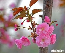 没有微距镜和长焦镜头，用什么镜头可拍好日本晚樱有虚化效果的照片