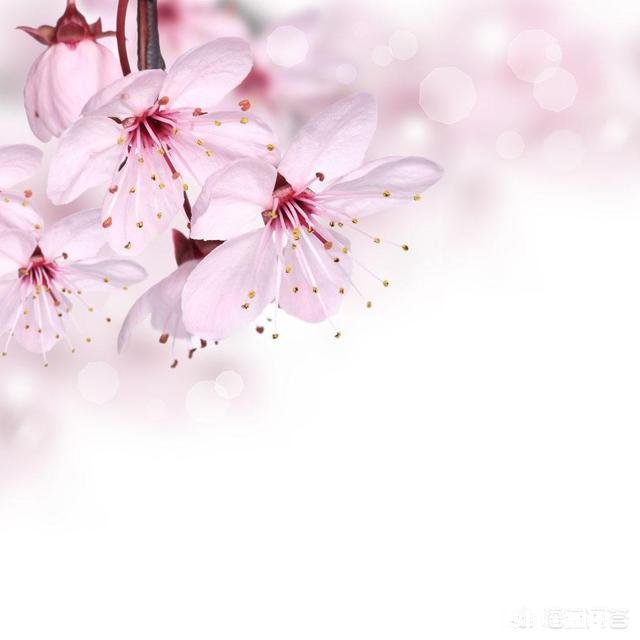 没有微距镜和长焦镜头，用什么镜头可拍好日本晚樱有虚化效果的照片