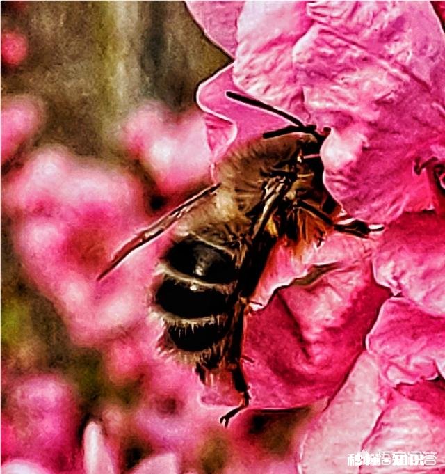 没有微距镜和长焦镜头，用什么镜头可拍好日本晚樱有虚化效果的照片