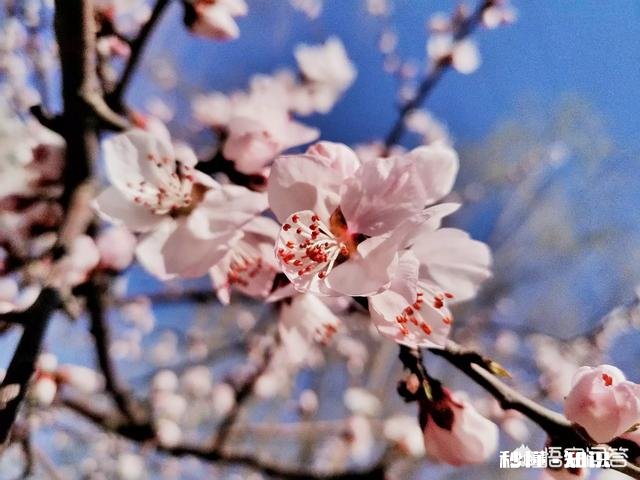 没有微距镜和长焦镜头，用什么镜头可拍好日本晚樱有虚化效果的照片