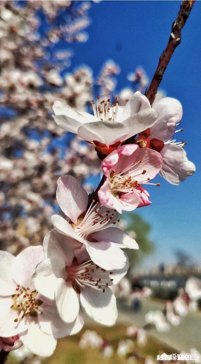 没有微距镜和长焦镜头，用什么镜头可拍好日本晚樱有虚化效果的照片