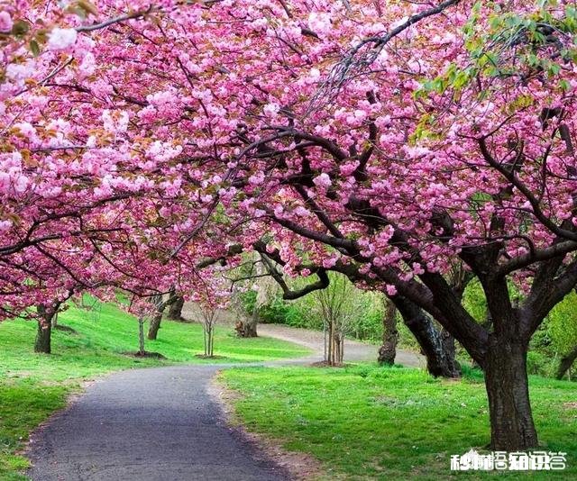 没有微距镜和长焦镜头，用什么镜头可拍好日本晚樱有虚化效果的照片