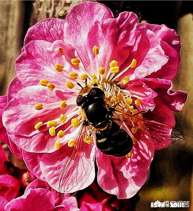 没有微距镜和长焦镜头，用什么镜头可拍好日本晚樱有虚化效果的照片