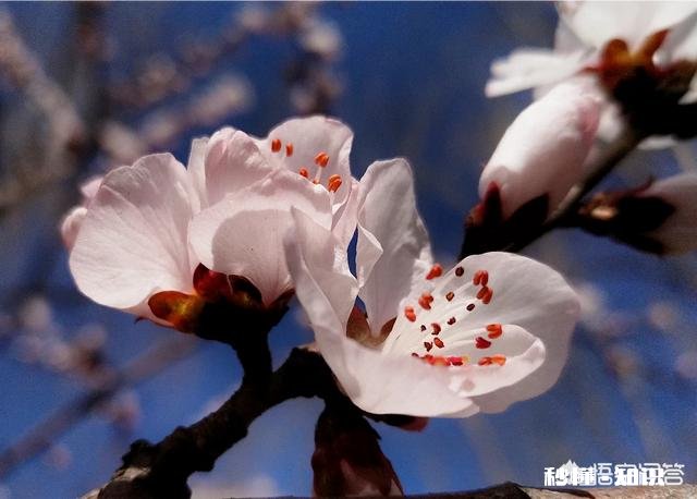 没有微距镜和长焦镜头，用什么镜头可拍好日本晚樱有虚化效果的照片