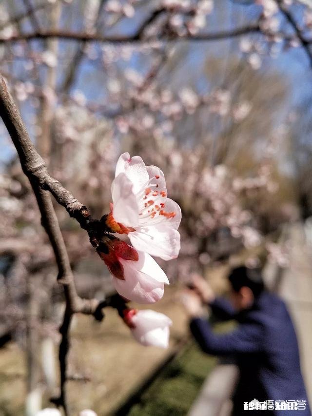 没有微距镜和长焦镜头，用什么镜头可拍好日本晚樱有虚化效果的照片