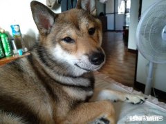 三个月大的小柴犬应该是什么颜色的什么毛色是比较好的