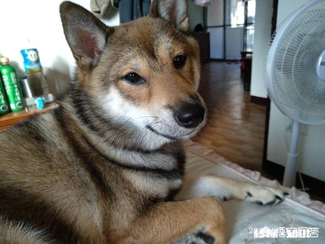 三个月大的小柴犬应该是什么颜色的什么毛色是比较好的