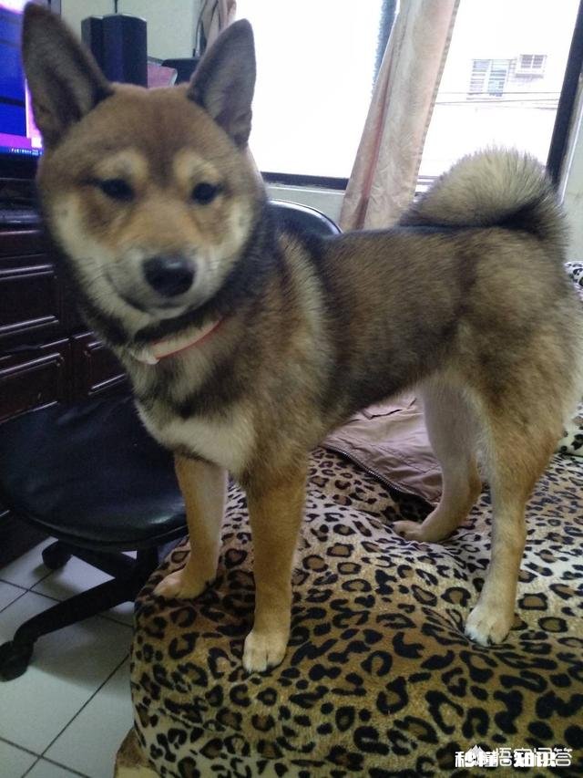 三个月大的小柴犬应该是什么颜色的什么毛色是比较好的