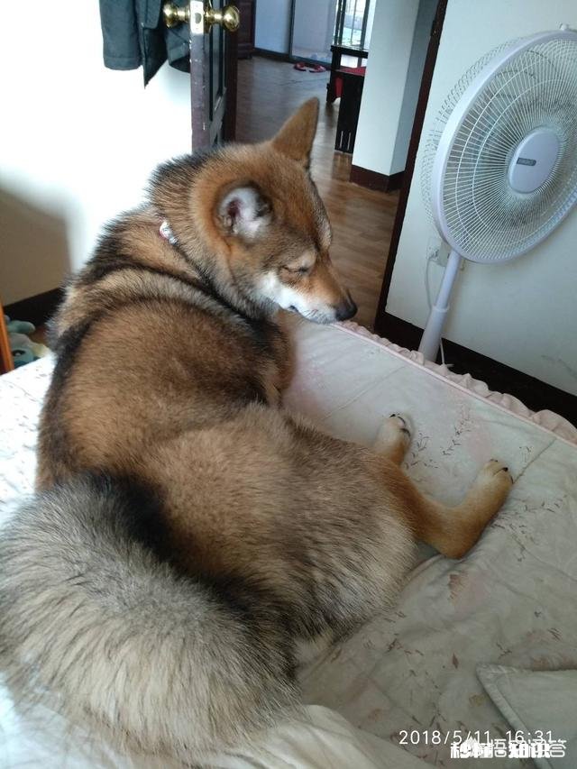 三个月大的小柴犬应该是什么颜色的什么毛色是比较好的