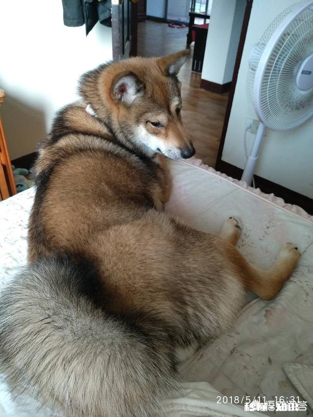 三个月大的小柴犬应该是什么颜色的什么毛色是比较好的