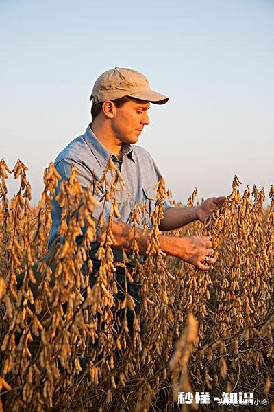 美国大豆产业的发展现状如何