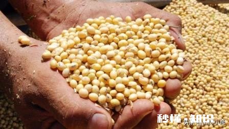 美国大豆产业的发展现状如何