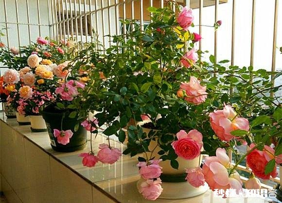 独棵月季阳台能种吗
