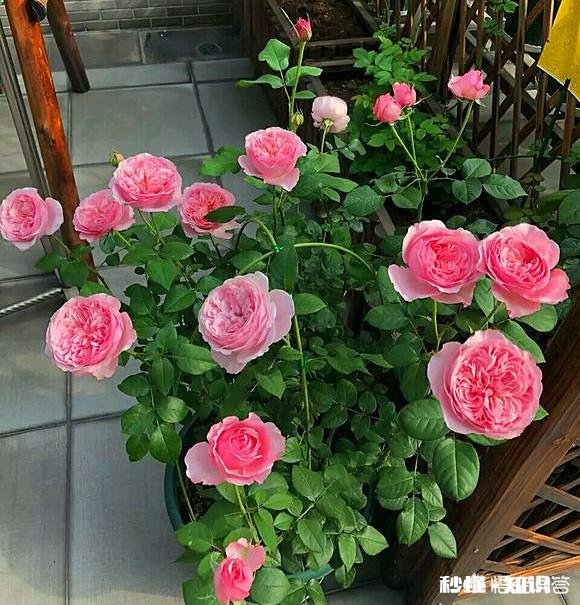 独棵月季阳台能种吗