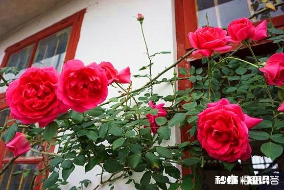 独棵月季阳台能种吗