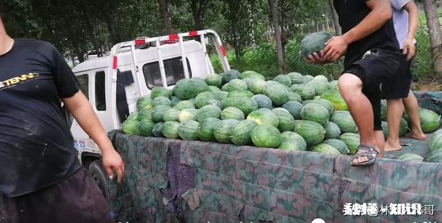 西瓜比车厘子便宜很多，人人都吃得起，为何反而连年滞销