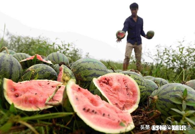 西瓜比车厘子便宜很多，人人都吃得起，为何反而连年滞销