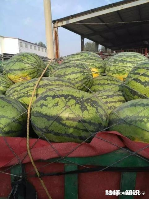 西瓜比车厘子便宜很多，人人都吃得起，为何反而连年滞销