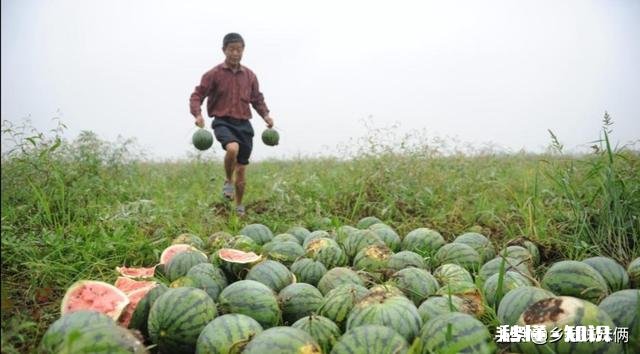 西瓜比车厘子便宜很多，人人都吃得起，为何反而连年滞销