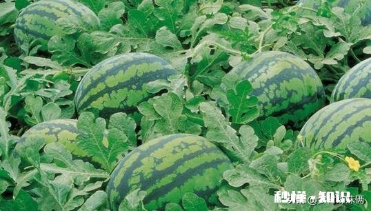 西瓜比车厘子便宜很多，人人都吃得起，为何反而连年滞销