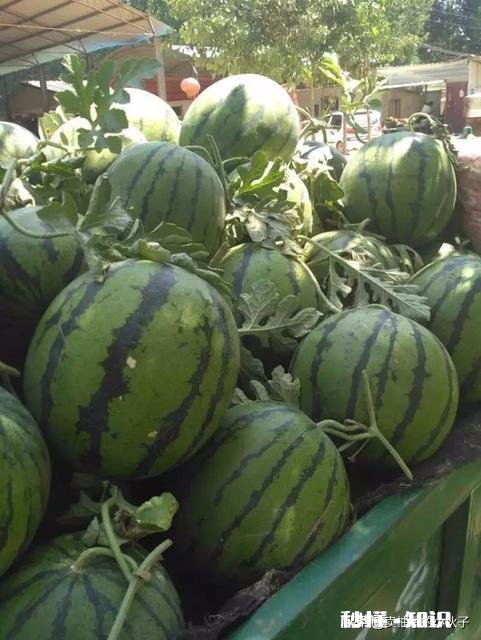 西瓜比车厘子便宜很多，人人都吃得起，为何反而连年滞销