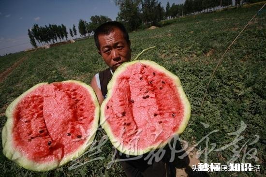 西瓜比车厘子便宜很多，人人都吃得起，为何反而连年滞销