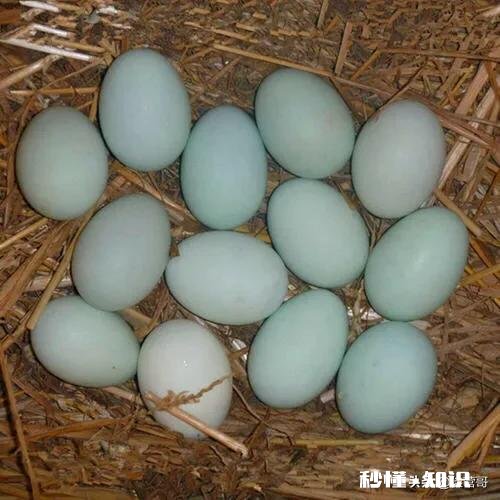 生鸭蛋怎么做好吃