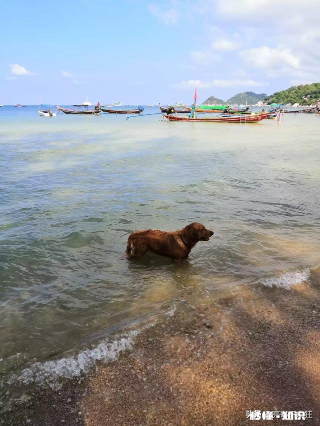 春节放假期间准备去泰国旅游有没有推荐地方，曼谷还是普吉岛呢