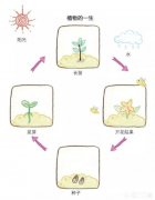 国外孩子是怎么运用思维导图来学习的