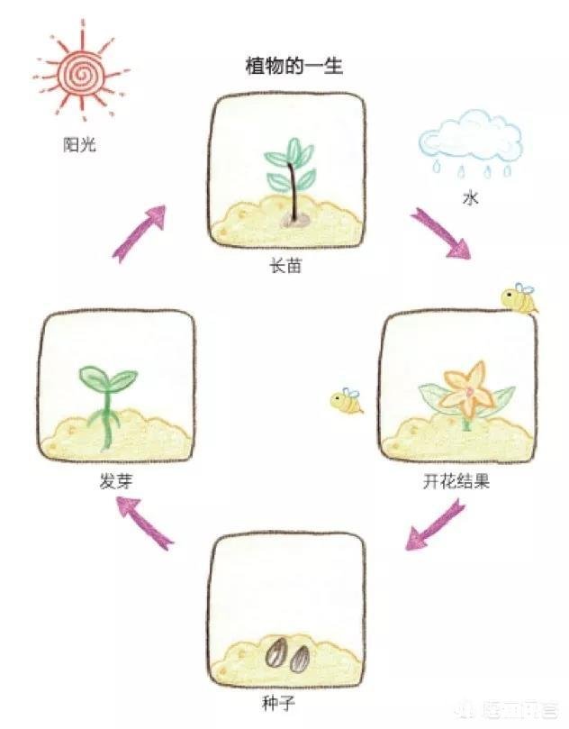 国外孩子是怎么运用思维导图来学习的