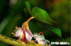 用蝴蝶标本拍参赛图，照片算不算伪作如下图