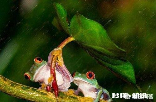 用蝴蝶标本拍参赛图，照片算不算伪作如下图