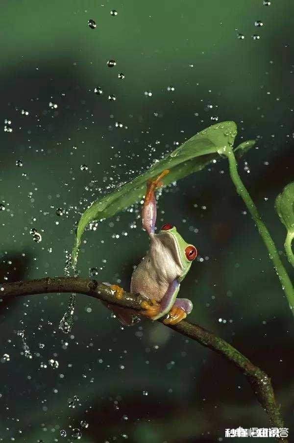 用蝴蝶标本拍参赛图，照片算不算伪作如下图