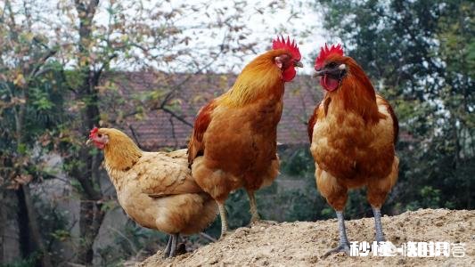 散养鸡怎么打疫苗