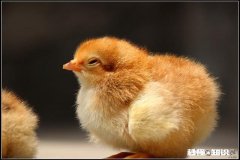 散养鸡怎么打疫苗