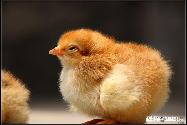 散养鸡怎么打疫苗